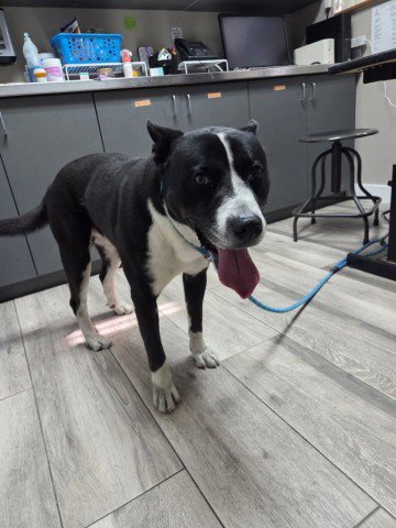 BUDDY - Akita available for adoption