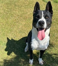 BUDDY - Photo 1