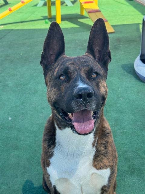 BAUTISTA - Akita available for adoption