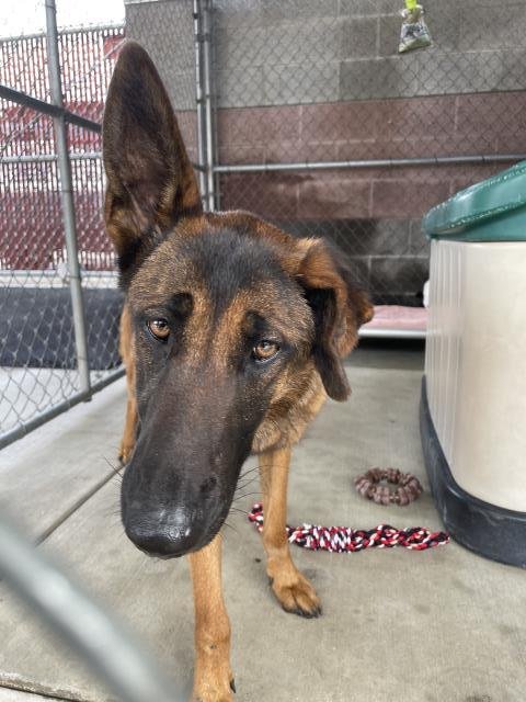 WREN - Belgian Shepherd Malinois available for adoption