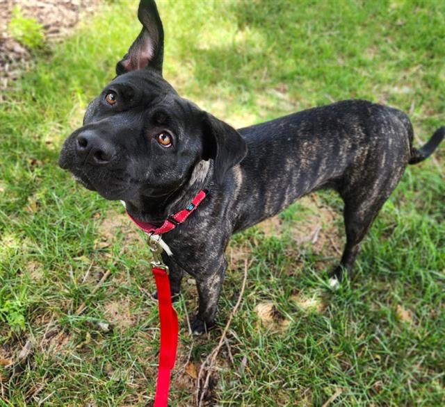 HONEY Image