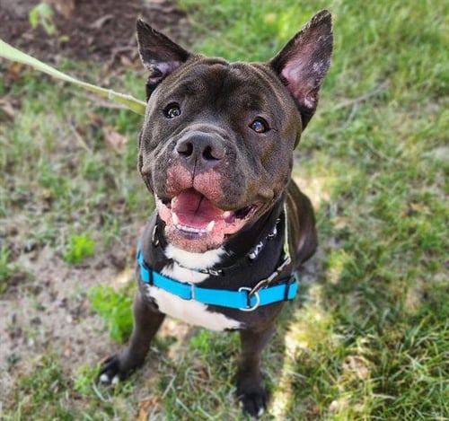 *HIPPO - Pit Bull Terrier available for adoption