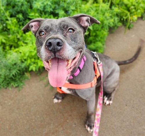BELLA - Pit Bull Terrier available for adoption