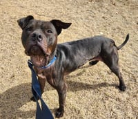 DAHLIA ROSE - Photo 1