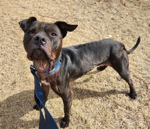 DAHLIA ROSE - Pit Bull Terrier available for adoption