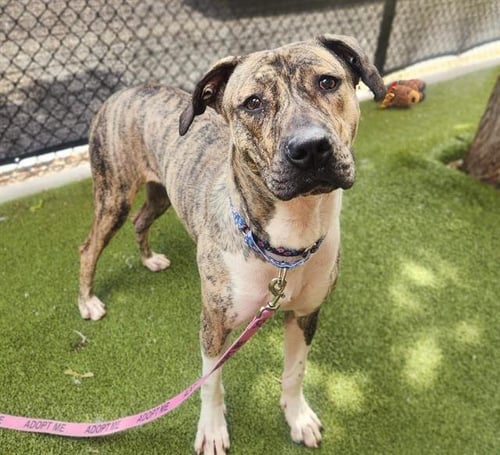 *TOVA - Pit Bull Terrier / Great Dane available for adoption