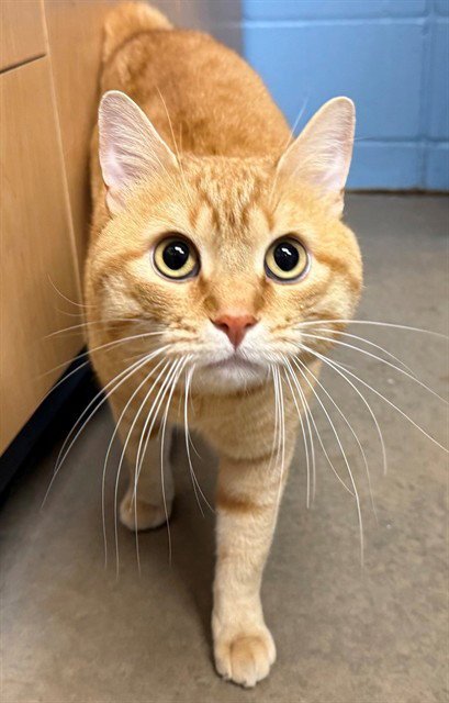 GUS