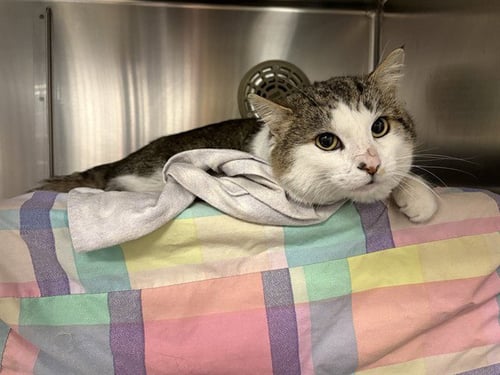 *BON BON - Domestic Medium Hair for adoption in Minneapolis