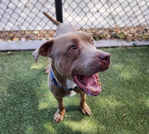 *RORY - Pit Bull Terrier for adoption in Minneapolis