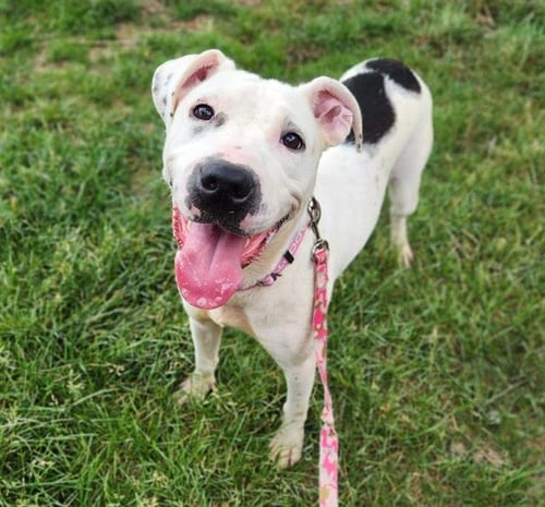 *OOPSIE DAISY - Pit Bull Terrier available for adoption