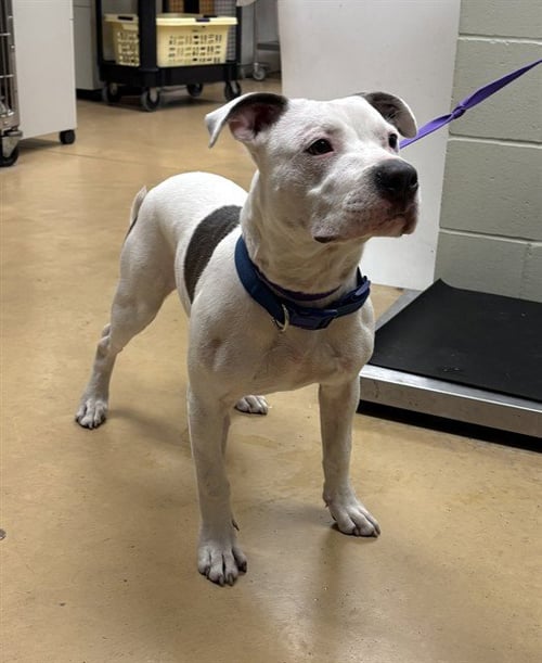 *SHANE - Pit Bull Terrier for adoption in Minneapolis