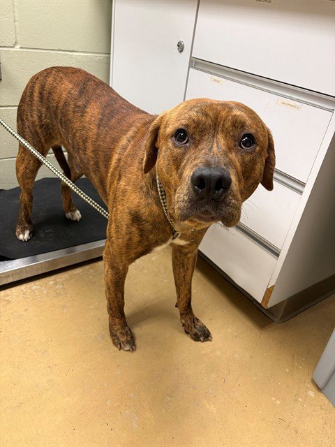 PHENIX - Pit Bull Terrier available for adoption