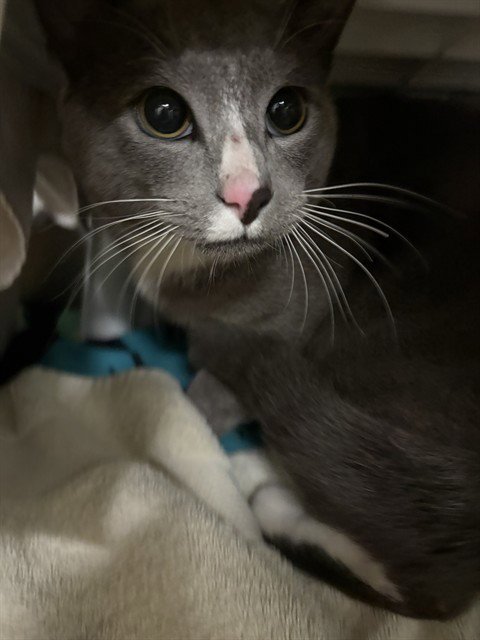 DANIELLE - Domestic Short Hair available for adoption