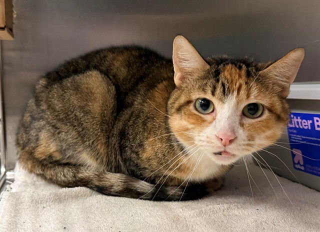 PATCHES - Domestic Short Hair available for adoption