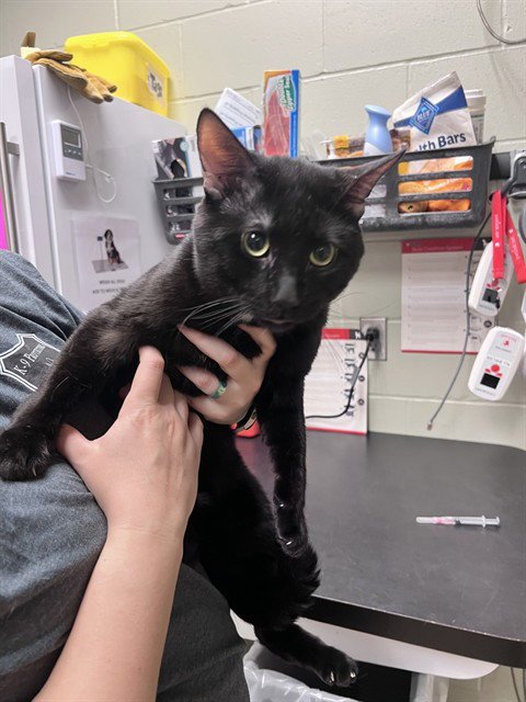 *CLOVER - Domestic Short Hair for adoption in Minneapolis
