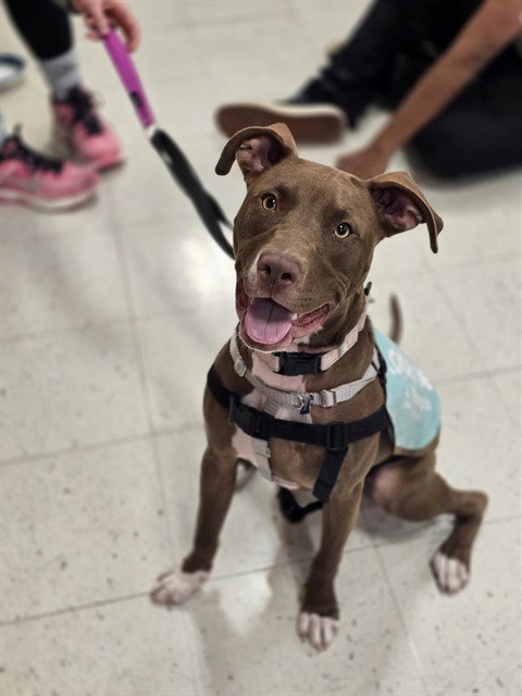 *TULIP - Pit Bull Terrier for adoption in Minneapolis