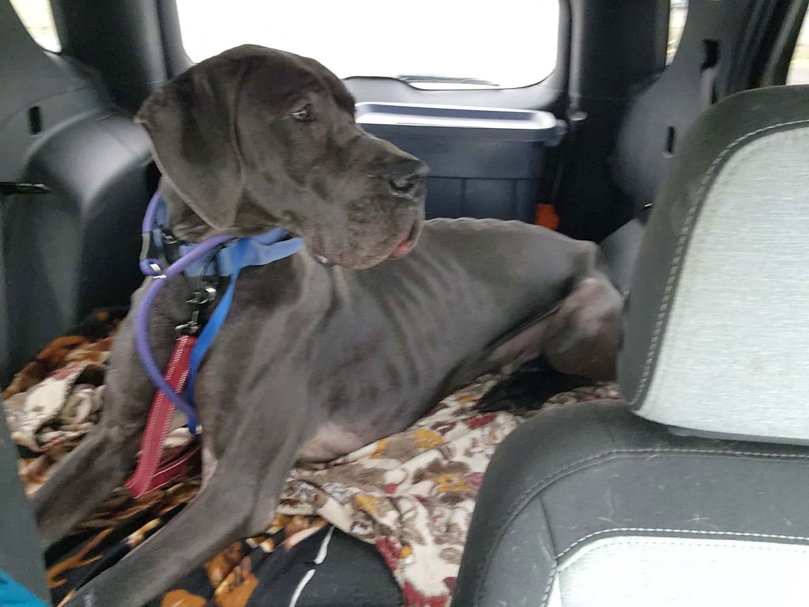 TRIPP - Great Dane available for adoption