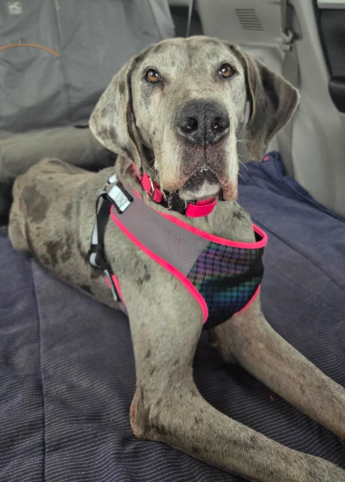 MARILYN MONROE "MONROE - Great Dane available for adoption