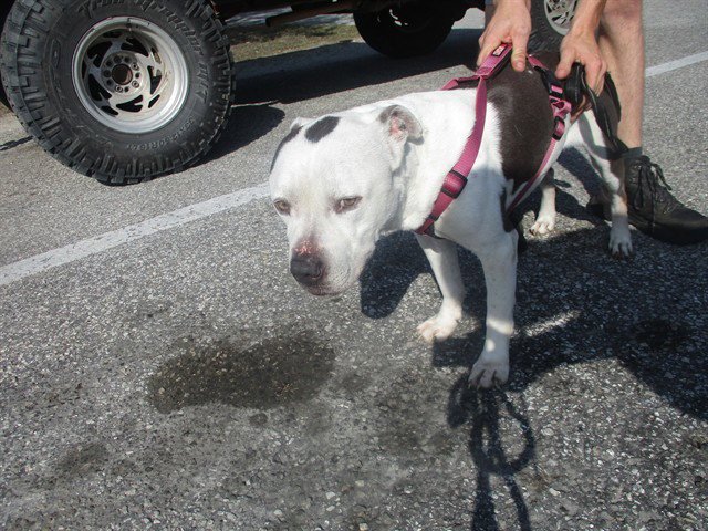 TYSON Image