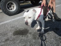 TYSON - Photo 1