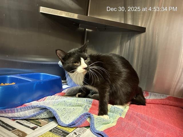 EFFIE - Domestic Short Hair available for adoption