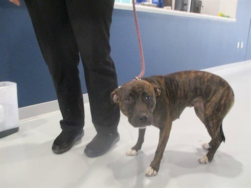 A382623 - Staffordshire Bull Terrier available for adoption