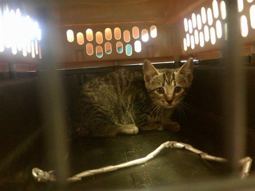 JACKSON - Domestic Short Hair available for adoption