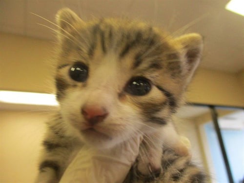 PIGGY - Domestic Short Hair available for adoption