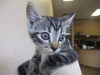 CHARLIE - Photo 1