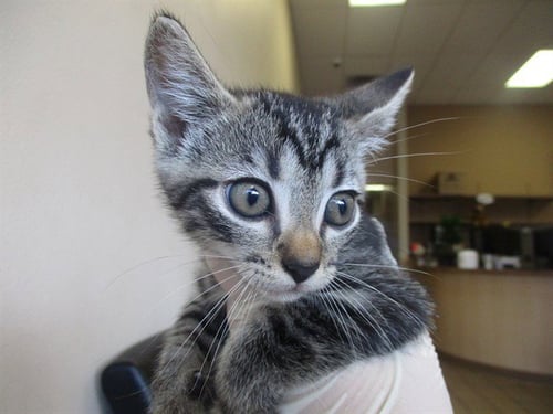 CHARLIE - Domestic Short Hair available for adoption
