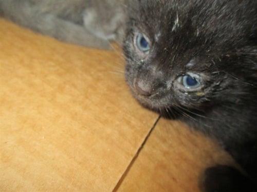 LICORICE - Domestic Short Hair available for adoption