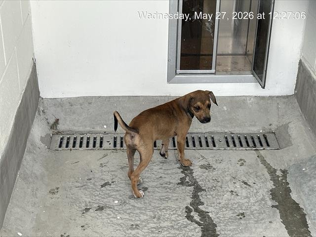 STELLA Image