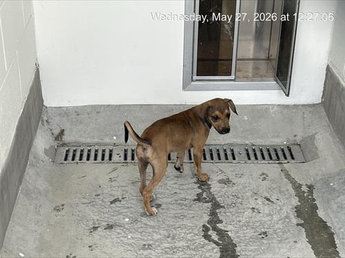 STELLA - Labrador Retriever available for adoption