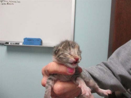PEANUT - Domestic Short Hair available for adoption