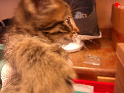 MYRCELLA - Domestic Short Hair available for adoption