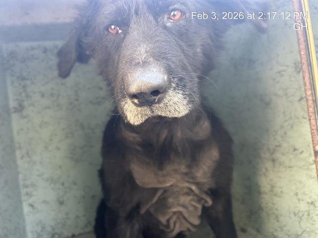 CLYDE - German Shepherd Dog available for adoption