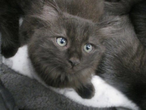 LIAM - Domestic Short Hair available for adoption