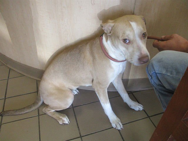 EMMIE - American Pit Bull Terrier available for adoption