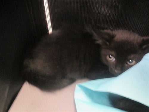 WALLACE - Domestic Short Hair available for adoption