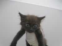 WINKY - Photo 1