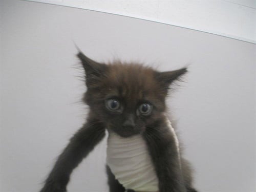 WINKY - Domestic Short Hair available for adoption