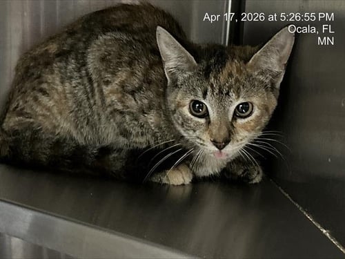 LIMA BEAN - Domestic Short Hair available for adoption