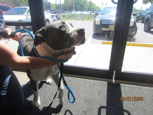 SALAMI - American Pit Bull Terrier available for adoption