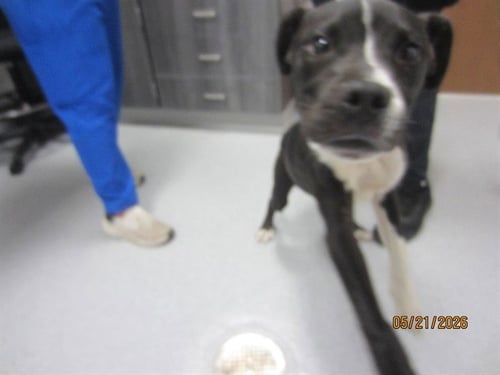 A382733 - Staffordshire Bull Terrier available for adoption