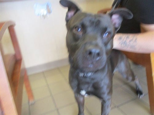 JACK BLACK - Staffordshire Bull Terrier available for adoption