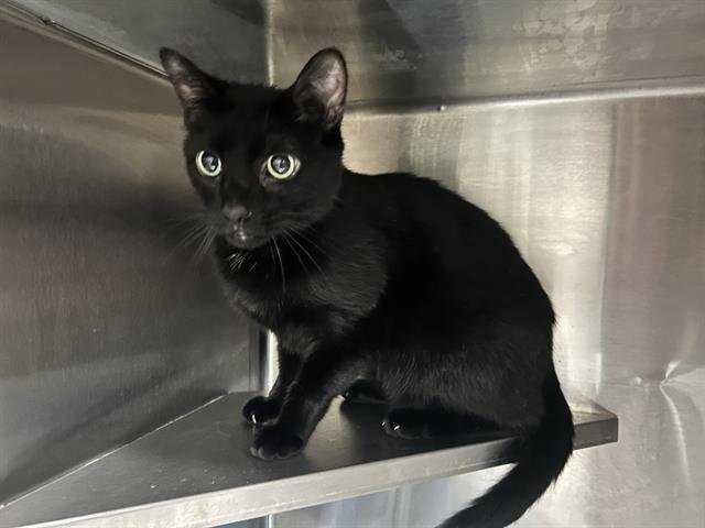 LOKEY - Domestic Short Hair available for adoption