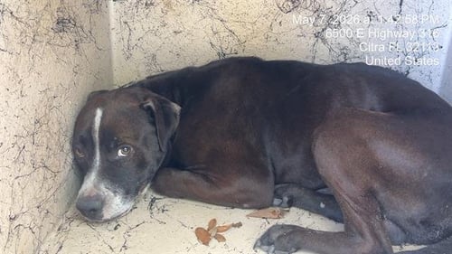 SCULLY - American Pit Bull Terrier available for adoption
