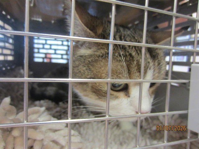 THUMBLINA - Domestic Short Hair available for adoption