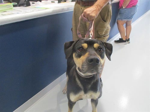 A382645 - Staffordshire Bull Terrier available for adoption