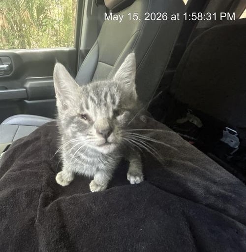 A382548 - Domestic Short Hair available for adoption